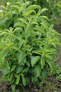 La stevia-stevia rebaudiana